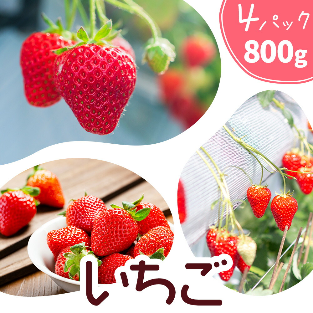 いちご 七楽の郷 4パック 800g 旬の品種《3月上旬-5月中旬頃出荷》ゆうべに 紅ほっぺ あまえくぼ エンジェルエイト さがほのか スターナイト ひのしずく ほしうらら 章姫 白蜜香 恋みのり 熊本県 菊池市 熊本県産