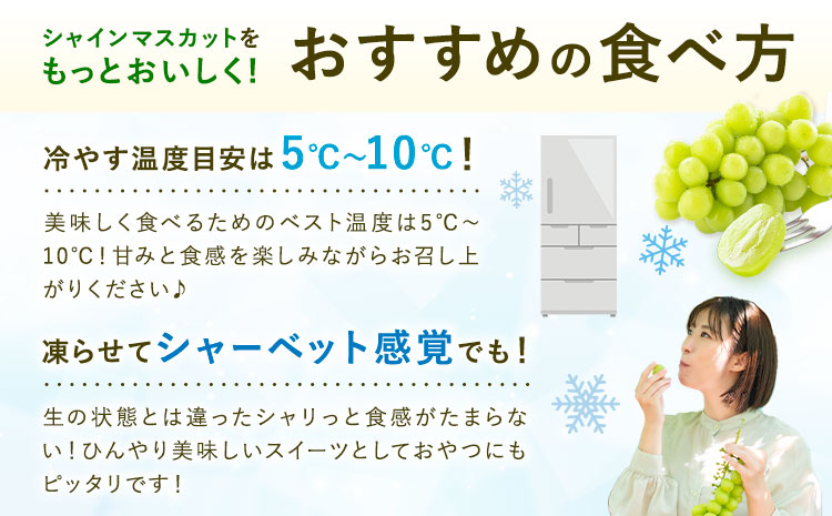 【先行予約】シャインマスカット 秀品 約1.2kg(2-5房) 日本フルーツ《2026年6月中旬-8月末頃出荷》熊本県 菊池市 ぶどう ブドウ 果物 フルーツ スイーツ デザート ギフト ご贈答