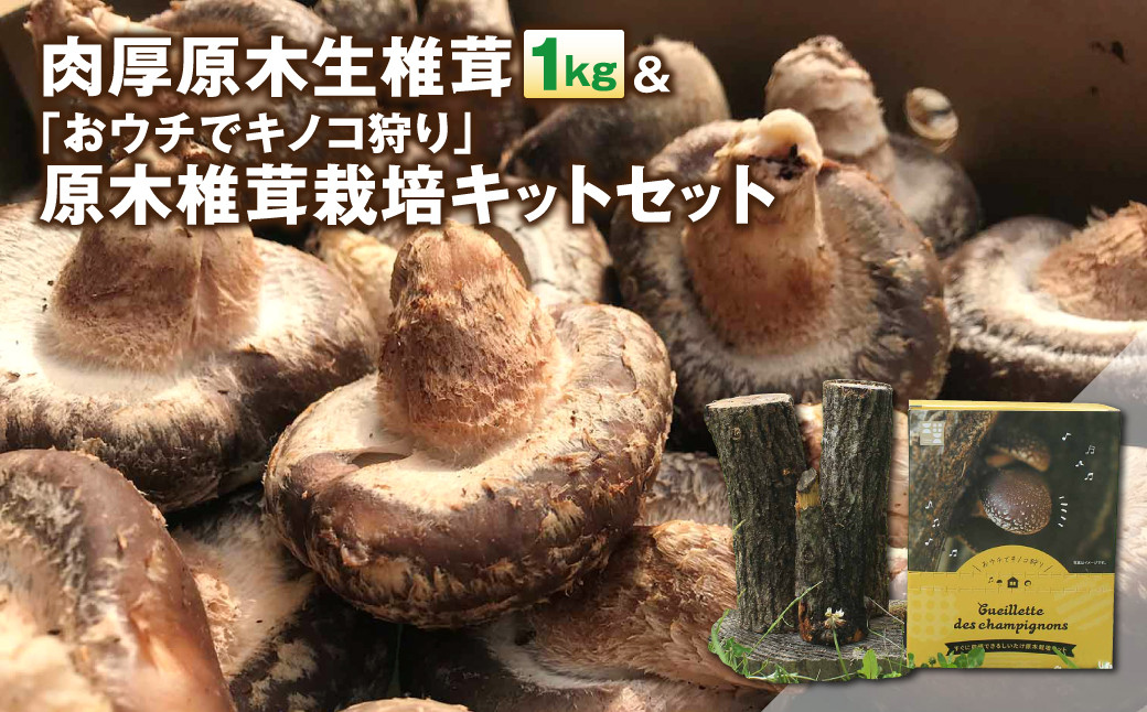 肉厚原木生 椎茸 1kg＆「おウチでキノコ狩り」原木椎茸栽培キット セット しいたけ