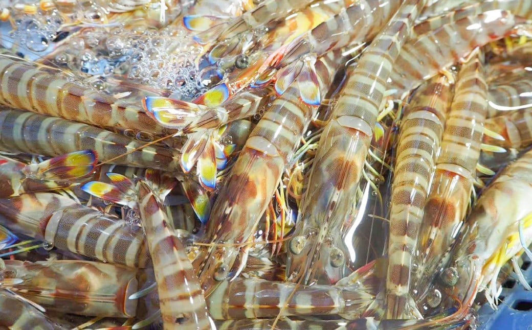 急速冷凍車海老 250g（7-14尾） 海老 えび エビ 車海老 車エビ クルマエビ 冷凍 熊本県 上天草市