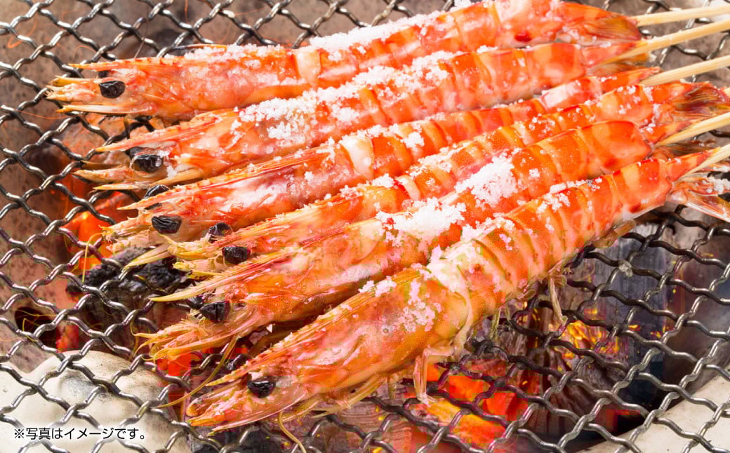 【配送指定日必須】天草産 活車海老 1000g（30〜44尾入り）【発送期間2025年11月5日から2026年3月31日】活き海老 刺身 車エビ えび 活き車海老 車えび