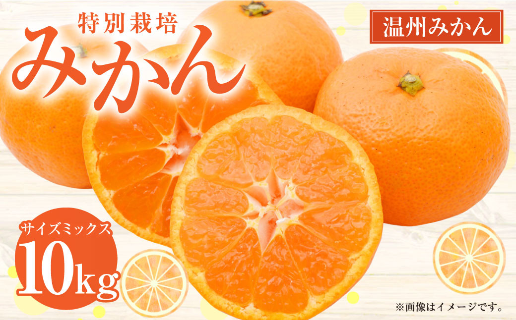 【先行受付】 特別栽培みかん 10kg サイズミックス 温州みかん みかん ミカン 蜜柑 フルーツ 柑橘 果物 果実 熊本県 上天草市【2026年12月下旬から2027年1月下旬発送開始】