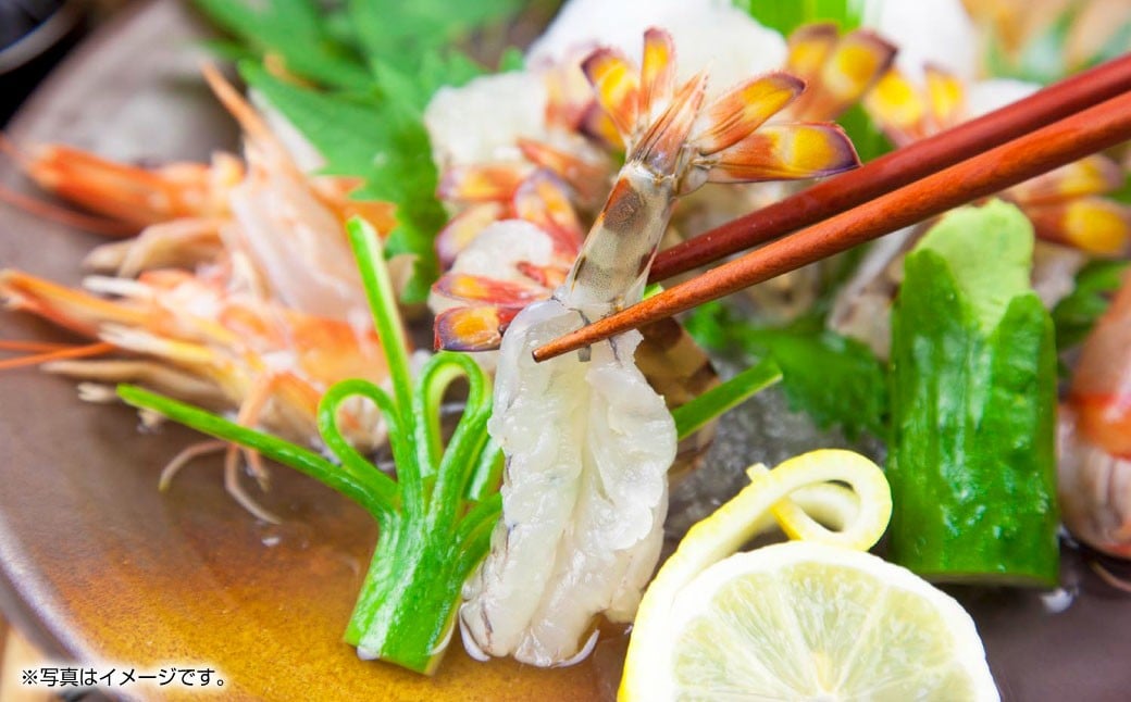 天草産 活〆冷凍 車海老 500g（特大） 12〜14尾 車えび 車エビ えび 海老 エビ 冷凍 国産 熊本県 上天草市【2025年11月下旬発送開始】