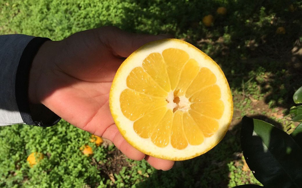 【先行受付】特別栽培河内晩柑 9kg サイズミックス 特別栽培 河内晩柑 柑橘 晩柑 ばんかん バンカン フルーツ 果物 果実 九州産 熊本県産【2026年4月上旬から7月上旬発送予定】