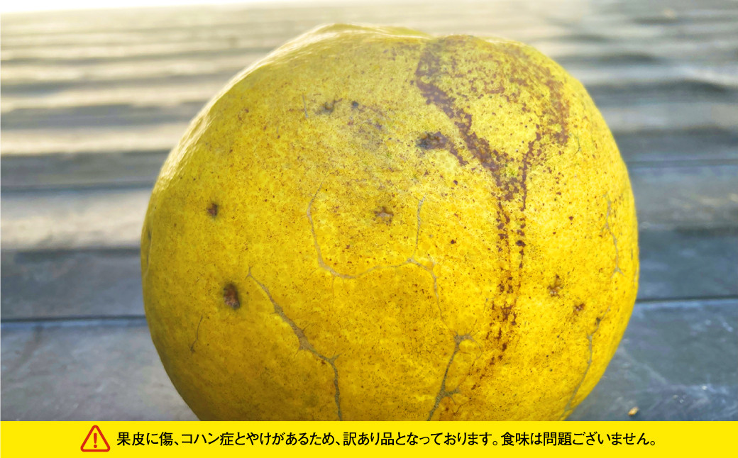 【先行受付】【数量限定】【訳あり】パール柑 約5kg 13玉前後 訳あり 訳アリ 柑橘 フルーツ 果物 果実 くだもの 九州産 熊本県 上天草市【2026年2月下旬から3月下旬順次発送】
