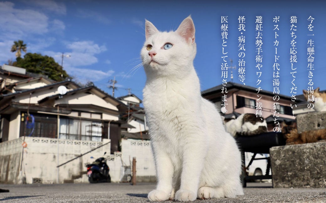 ねこの島！湯島！オリジナルポストカード【地域猫活動支援】 猫 ねこ ネコ オリジナルグッズ ポストカード 2種 セット 猫島 猫の島 湯島 熊本県 上天草市