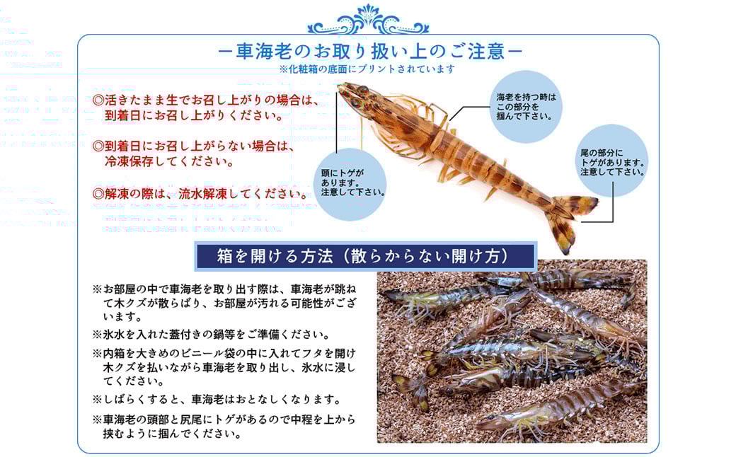 【配送指定日必須】天草産 活車海老 300g【発送期間2025年11月5日から2026年3月31日】9〜14尾入り 車海老 車エビ 活き車エビ 活き車海老 海老 エビ えび 刺身 お刺身 刺し身 生食 魚介 魚介類 活き海老 新鮮 常温 九州産 九州 国産 上天草市 海の幸 海鮮 日付指定 生きたまま発送 常温