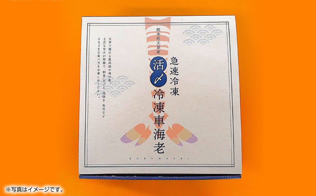 天草産 活〆冷凍 車海老 500g（特大） 12〜14尾 車えび 車エビ えび 海老 エビ 冷凍 国産 熊本県 上天草市【2025年11月下旬発送開始】