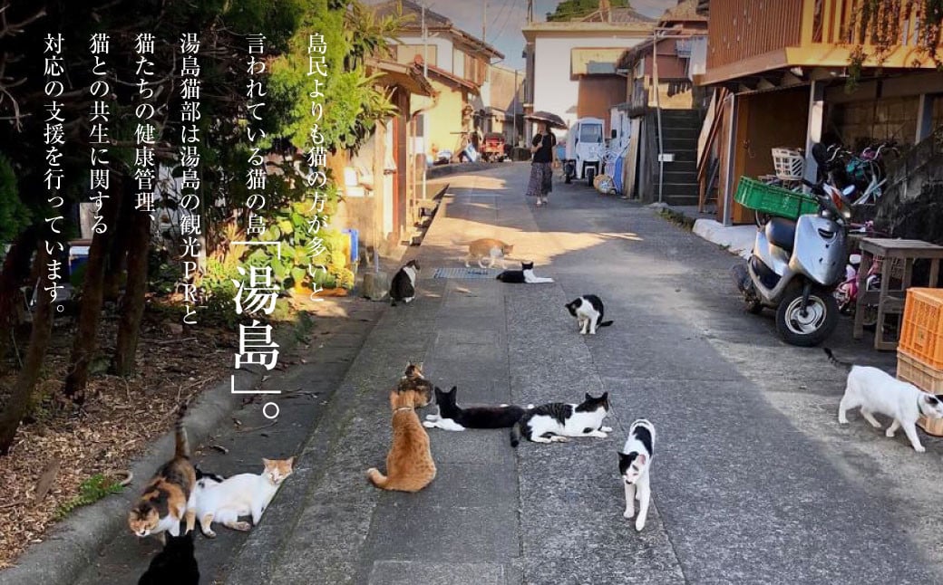 ねこの島！湯島！オリジナルポストカード【地域猫活動支援】 猫 ねこ ネコ オリジナルグッズ ポストカード オリジナルポストカード 2種 セット 猫島 猫の島 湯島 熊本県 上天草市