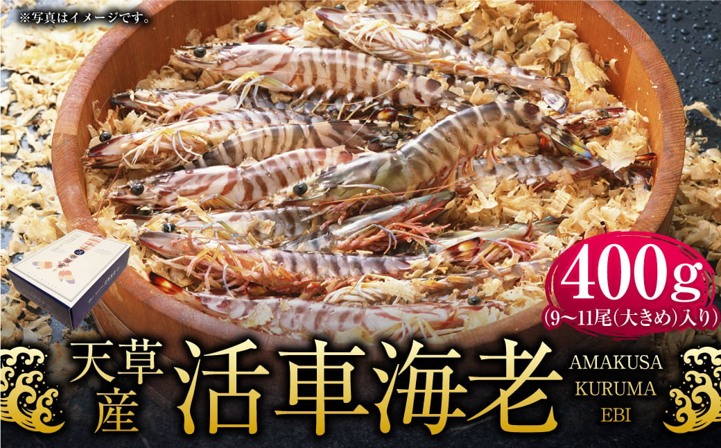 天草産活車海老 400g 大（2L） 9〜11尾 活き車海老 車海老 車エビ 活き海老 活きエビ えび 海老 エビ 新鮮 魚介 【発送期間2024年11月25日から2025年4月30日】