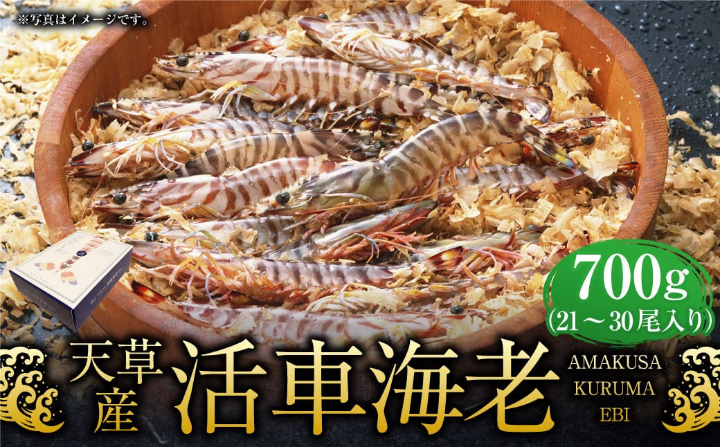 【配送指定日必須】天草産活車海老 700g 21〜30尾 活き車海老 車海老 車エビ 活き海老 活きエビ えび 海老 エビ 新鮮 魚介 【発送期間2025年11月5日から2026年3月31日】