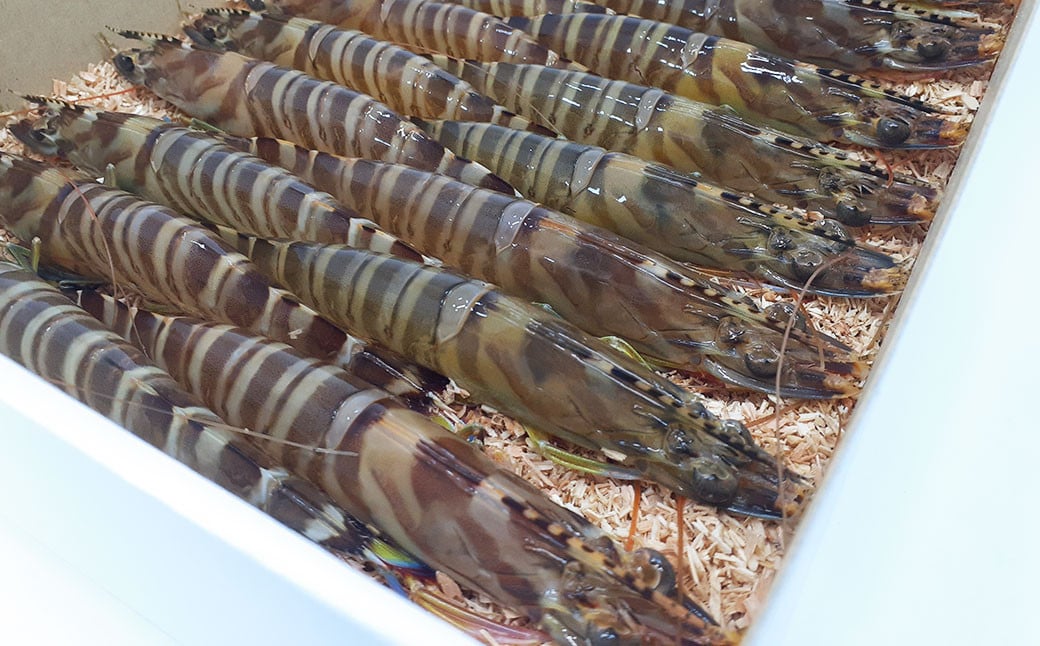 【配送指定日必須】天草産 活車海老 300g【発送期間2025年11月5日から2026年3月31日】9〜14尾入り 車海老 車エビ 活き車エビ 活き車海老 海老 エビ えび 刺身 お刺身 刺し身 生食 魚介 魚介類 活き海老 新鮮 常温 九州産 九州 国産 上天草市 海の幸 海鮮 日付指定 生きたまま発送 常温