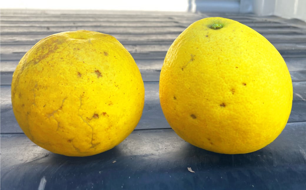 【先行受付】【数量限定】【訳あり】パール柑 約5kg 13玉前後 訳あり 訳アリ 柑橘 フルーツ 果物 果実 くだもの 九州産 熊本県 上天草市【2026年2月下旬から3月下旬順次発送】