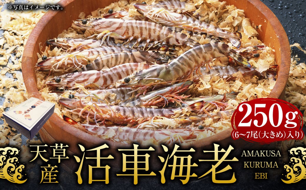 【指定日必須】天草産 活車海老 250g【発送期間2024年11月25日から2025年4月30日】