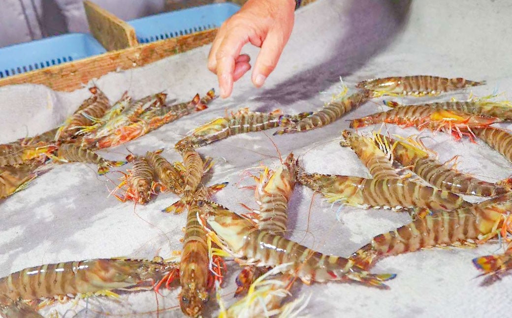 急速冷凍車海老 750g（21-42尾） 海老 えび エビ 車海老 車エビ クルマエビ 冷凍 熊本県 上天草市