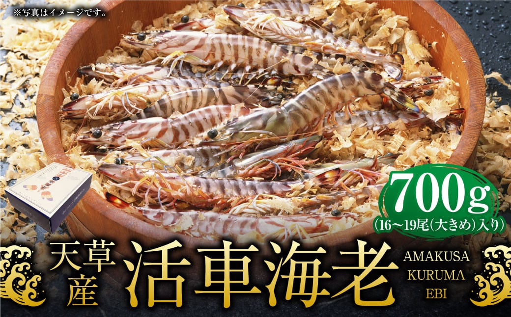 天草産活車海老 700g 大（2L） 16〜19尾 活き車海老 車海老 車エビ 活き海老 活きエビ えび 海老 エビ 新鮮 魚介 【発送期間2024年11月25日から2025年4月30日】