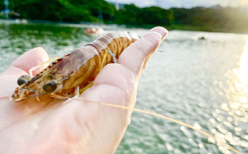 急速冷凍車海老 750g（21-42尾） 海老 えび エビ 車海老 車エビ クルマエビ 冷凍 熊本県 上天草市