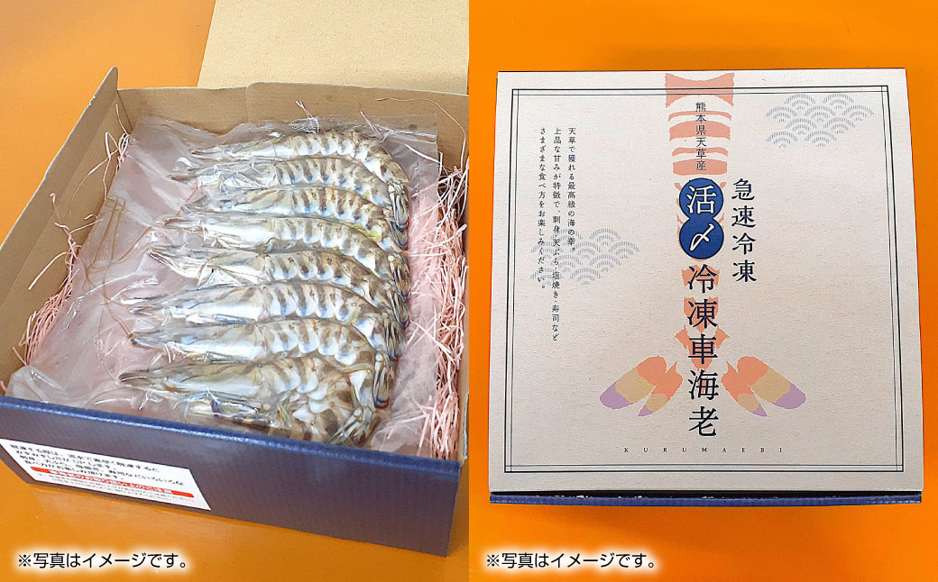 天草産 活〆冷凍 車海老 250g（特大）