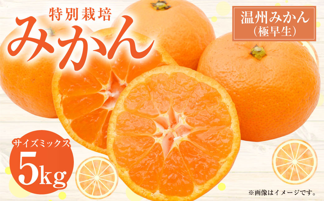 【先行受付】 特別栽培みかん（極早生） 5kg サイズミックス 極早生みかん 温州みかん みかん ミカン 蜜柑 フルーツ 柑橘 果物 果実 熊本県 上天草市【2026年9月下旬から10月下旬発送開始】