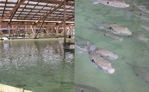 åœç£é€æ®ïŒãšããµãç°¡å調çã§å³ãããã»ãã åå®ãµã 1.3kg ãµã æ²³è± ãã° ãšããµã ãã©ãã° ç°¡å調ç åºèº« é ããæã ã²ãé
åºæ± 3ïœ4人å çæ¬ç äžå€©èåž ã2025幎10æäžæ¬ãã2026幎4æäžæ¬çºééå§ã