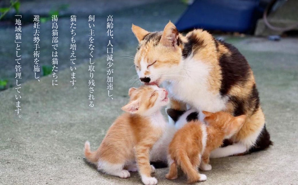 ねこの島！湯島！オリジナルステッカー【地域猫活動支援】 猫 ねこ ネコ オリジナルグッズ 猫グッズ ステッカー ロゴステッカー 猫島 猫の島 湯島 熊本県 上天草市