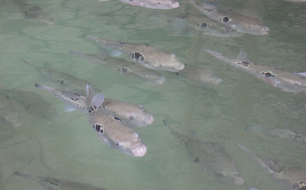 ã3ã¶æå®æäŸ¿ãåœç£é€æ®ïŒãšããµãç°¡å調çã§å³ãããã»ãã åå®ãµã 1.3kgÃ3å ãµã æ²³è± ãã° ãšããµã ãã©ãã° é ãµãé çæ¬ç äžå€©èåžã2025幎10æäžæ¬ïœ2026幎4æäžæ¬çºéäºå®ã