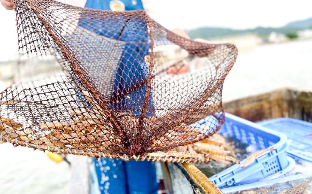 急速冷凍車海老 250g（7-14尾） 海老 えび エビ 車海老 車エビ クルマエビ 冷凍 熊本県 上天草市