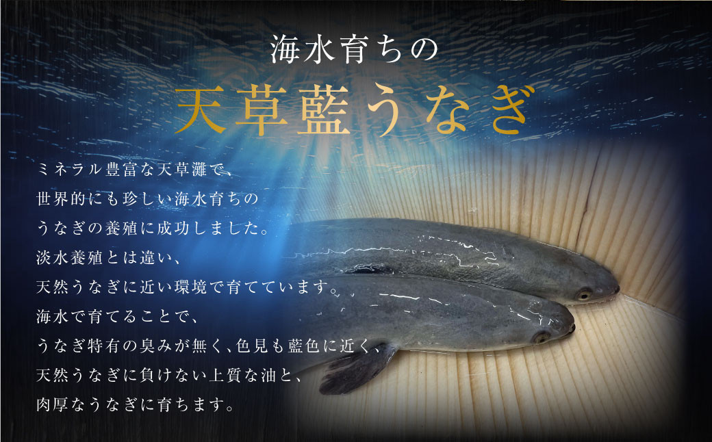 【ミシュラン星付きのプロが愛用】1日5セット限定！海水育ちの天草藍うなぎ 紅白5～7尾セット【合計約1kg】数量限定!! 鰻 ウナギ うなぎ うなぎ蒲焼 鰻の蒲焼 うなぎ 国産 白焼き