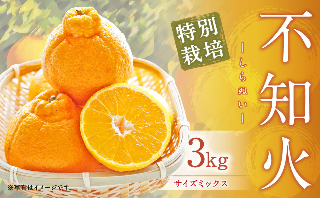 【先行受付】特別栽培不知火 3kg サイズミックス 不知火 しらぬい  柑橘 果物 みかん フルーツ デザート【2027年3月上旬から4月上旬発送予定】