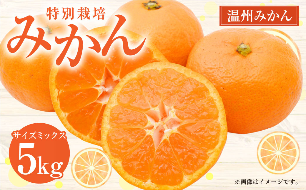 【先行受付】 特別栽培みかん 5kg サイズミックス 温州みかん みかん ミカン 蜜柑 フルーツ 柑橘 果物 果実 熊本県 上天草市【2025年12月下旬から2026年1月下旬発送開始】