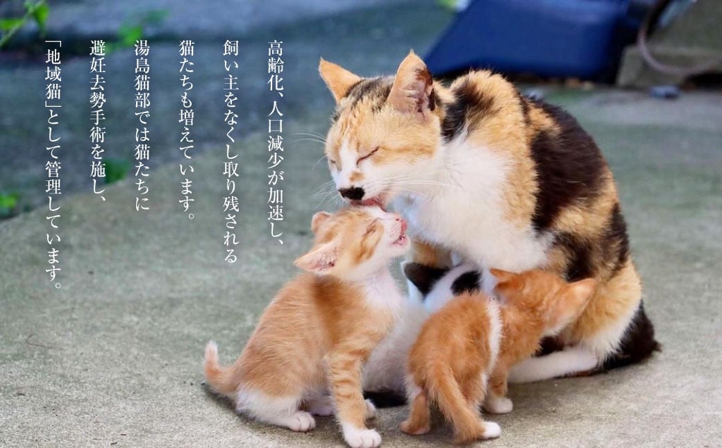 湯島ねこ募金 地域猫活動支援 【湯島猫部】ねこの島！湯島！ 「島ねこ日めくりカレンダーin湯島」 カレンダー 日めくり 日めくりカレンダー 猫 ねこ ネコ