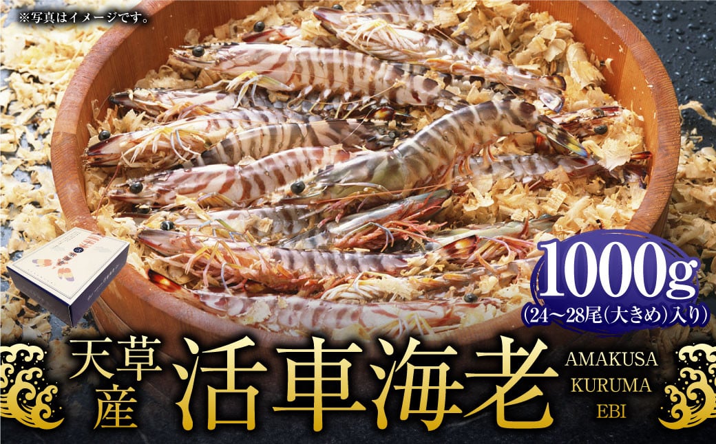 天草産活車海老 1000g 大（2L） 24〜28尾 1kg 活き車海老 車海老 車エビ 活き海老 活きエビ えび 海老 エビ 新鮮 魚介 【発送期間2024年11月25日から2025年4月30日】