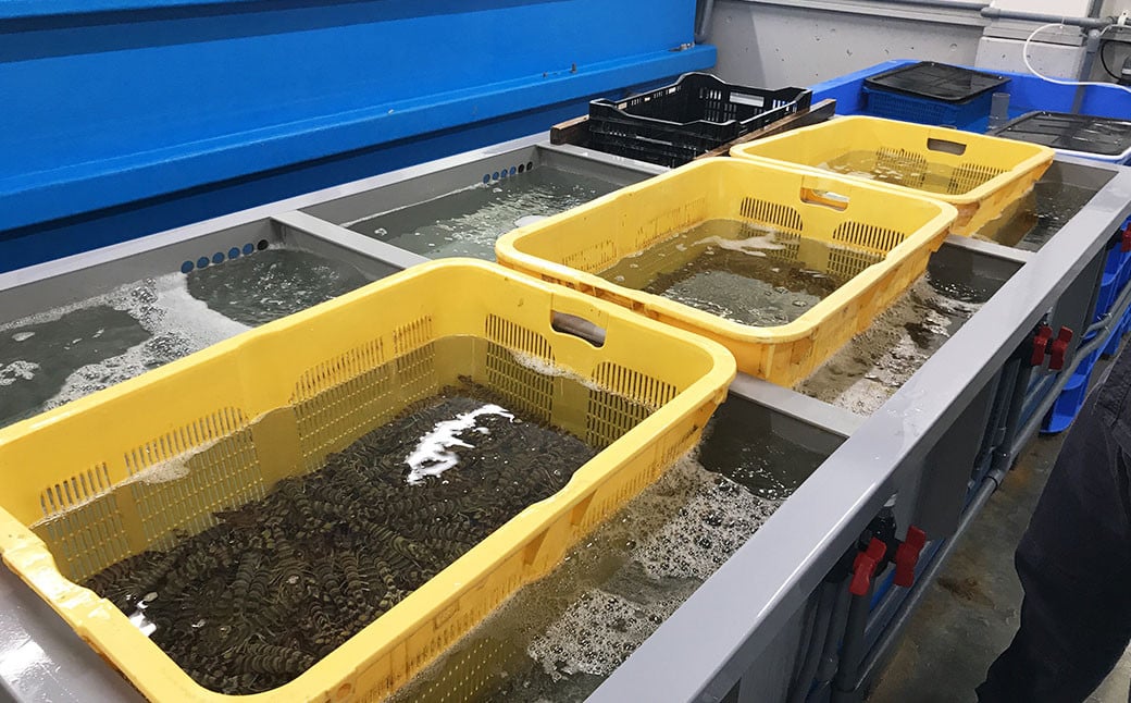 【配送指定日必須】天草産 活車海老 300g【発送期間2025年11月5日から2026年3月31日】9〜14尾入り 車海老 車エビ 活き車エビ 活き車海老 海老 エビ えび 刺身 お刺身 刺し身 生食 魚介 魚介類 活き海老 新鮮 常温 九州産 九州 国産 上天草市 海の幸 海鮮 日付指定 生きたまま発送 常温