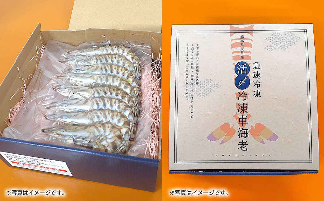 天草産 活〆冷凍 車海老 500g（特大）