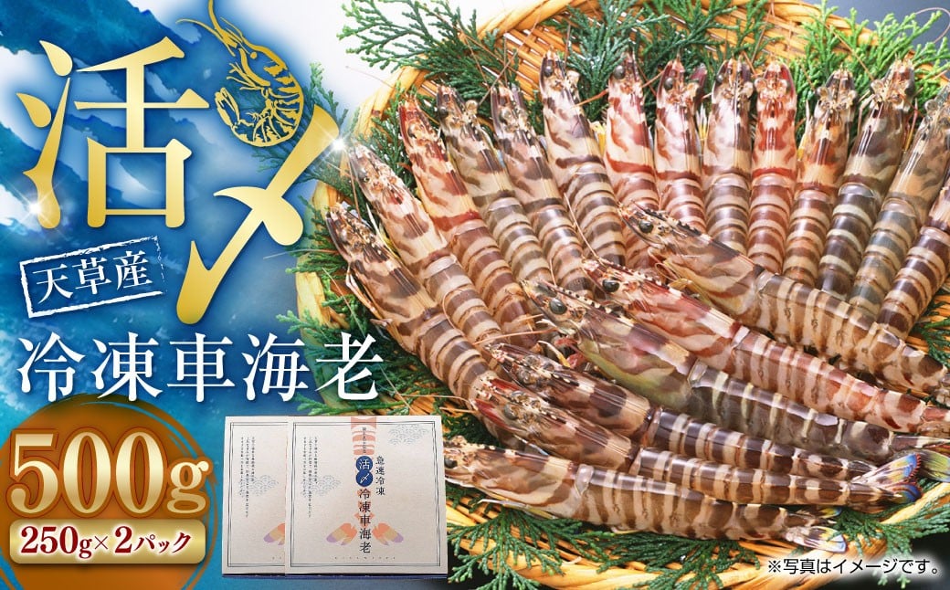 天草産 活〆冷凍 車海老 500g（特大） 12〜14尾 車えび 車エビ えび 海老 エビ 冷凍 国産 熊本県 上天草市【2025年11月下旬発送開始】
