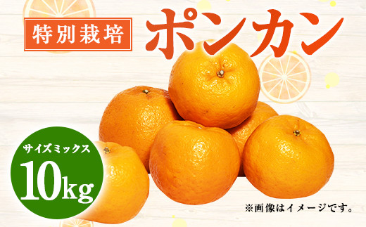 【先行受付】特別栽培ポンカン 10kg サイズミックス 柑橘 ポンカン ぽんかん フルーツ 果物 果実 九州産 熊本県 上天草市【2027年1月上旬から2月下旬発送予定】