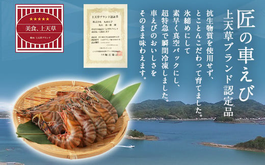 【上天草ブランド認証品】 匠の車えび【活き締め急速冷凍】 250g-3パック(30尾～39尾) 車海老 刺身 車えび えび 車エビ エビ