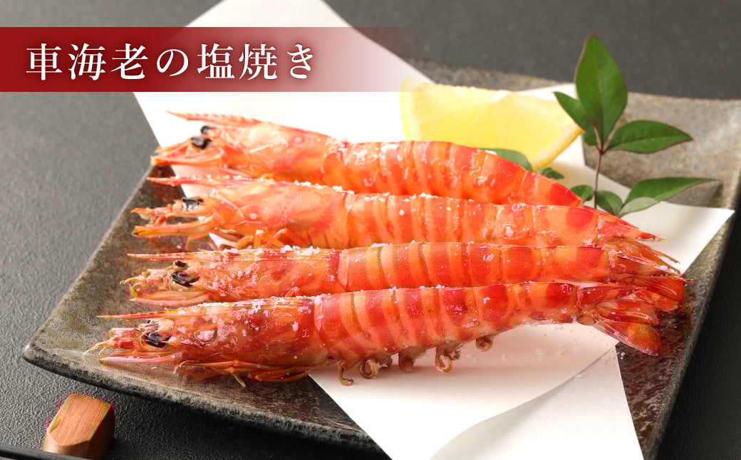 原点の車海老「急速冷凍」250g（8〜10尾）1パック 車海老 車えび くるまえび 急速冷凍 新鮮 お刺身 天ぷら 塩焼き 熊本県産