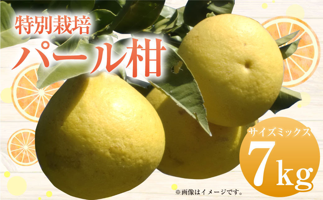 【先行受付】特別栽培パール柑（天草文旦） 7kg サイズミックス パール柑 天草文旦 柑橘 果物 フルーツ 熊本県産【2027年2月下旬から4月上旬発送開始】