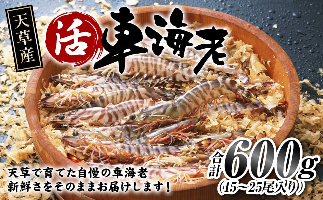 【配送指定日必須】天草産 活車海老 600g（15〜25尾入り）【発送期間2025年11月5日から2026年3月31日】活き海老 刺身 車エビ えび 活き車海老 車えび