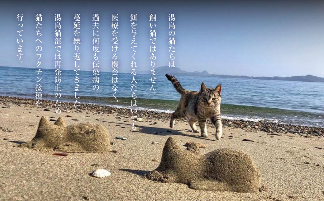 ねこの島！湯島！オリジナルポストカード【地域猫活動支援】 猫 ねこ ネコ オリジナルグッズ ポストカード オリジナルポストカード 2種 セット 猫島 猫の島 湯島 熊本県 上天草市