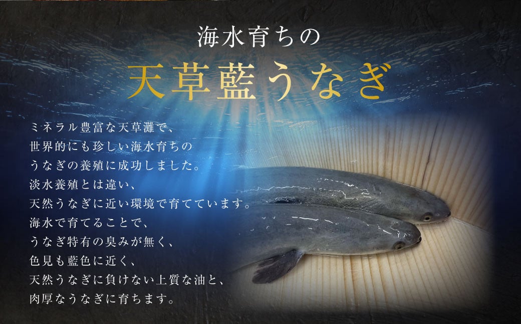 【ミシュラン星付きのプロが愛用】1日10セット限定！海水育ちの天草藍うなぎ 蒲焼き 2～3尾セット【合計約400g】数量限定!! 鰻 ウナギ うなぎ うなぎ蒲焼 鰻の蒲焼 うなぎ 国産