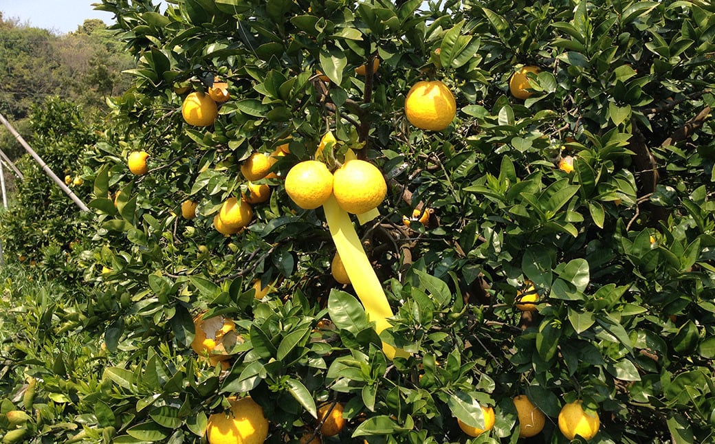 【先行受付】特別栽培河内晩柑 9kg サイズミックス 特別栽培 河内晩柑 柑橘 晩柑 ばんかん バンカン フルーツ 果物 果実 九州産 熊本県産【2026年4月上旬から7月上旬発送予定】