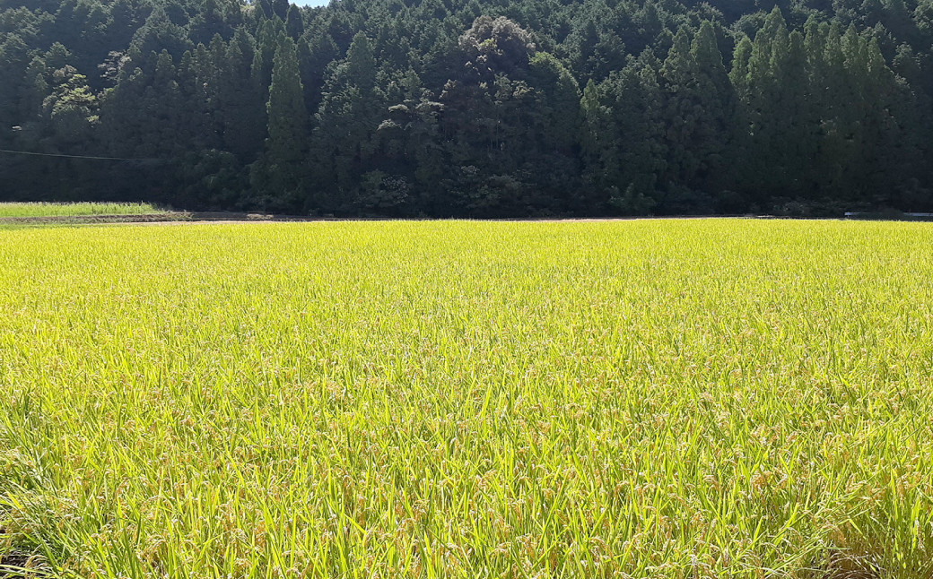 【9月上旬より順次発送予定】熊本県上天草市 教良木産 コシヒカリ(特別栽培米) 5kg 【令和5年産】