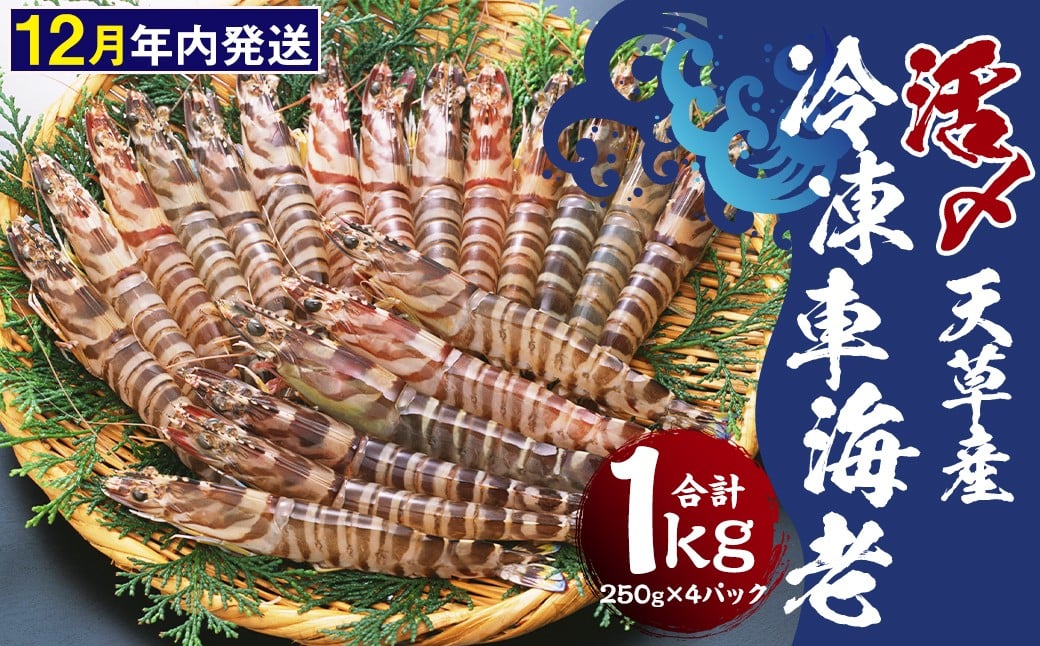 【2025年12月16日迄に入金確認で年内発送】天草産 活 〆冷凍 車海老 250g×4パック （28～40尾入り）【2025年11月上旬発送開始】 えび エビ 海老 車エビ 車えび 熊本県 上天草市