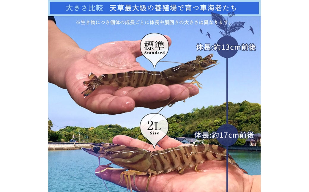 天草産活車海老 1000g 大（2L） 24〜28尾 1kg 活き車海老 車海老 車エビ 活き海老 活きエビ えび 海老 エビ 新鮮 魚介 【発送期間2024年11月25日から2025年4月30日】