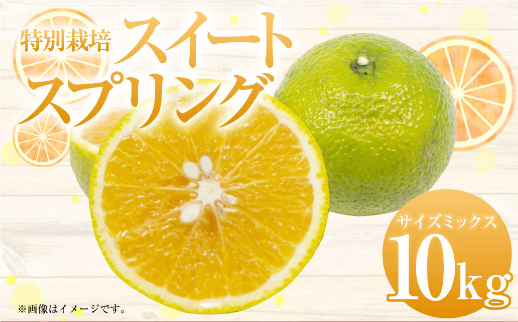 【先行受付】特別栽培スイートスプリング 10kg サイズミックス スイートスプリング みかん フルーツ 果物 果実 特別栽培 九州 熊本県産【2026年12月下旬から2027年2月上旬発送予定】