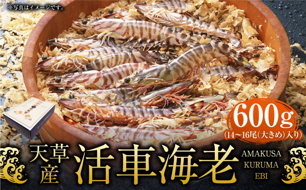 天草産活車海老 600g 大（2L） 14〜16尾 活き車海老 車海老 車エビ 活き海老 活きエビ えび 海老 エビ 新鮮 魚介 【発送期間2024年11月25日から2025年4月30日】