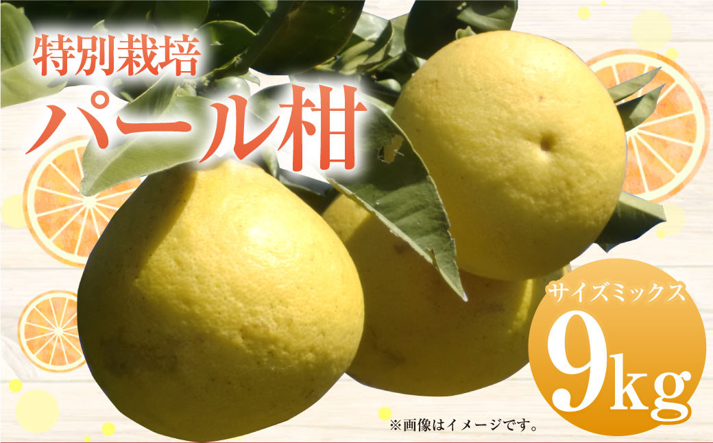 【先行受付】特別栽培パール柑（天草文旦） 9kg サイズミックス パール柑 文旦 天草文旦 柑橘 フルーツ 果物 果実 九州産 熊本県産【2027年2月下旬から4月上旬発送予定】