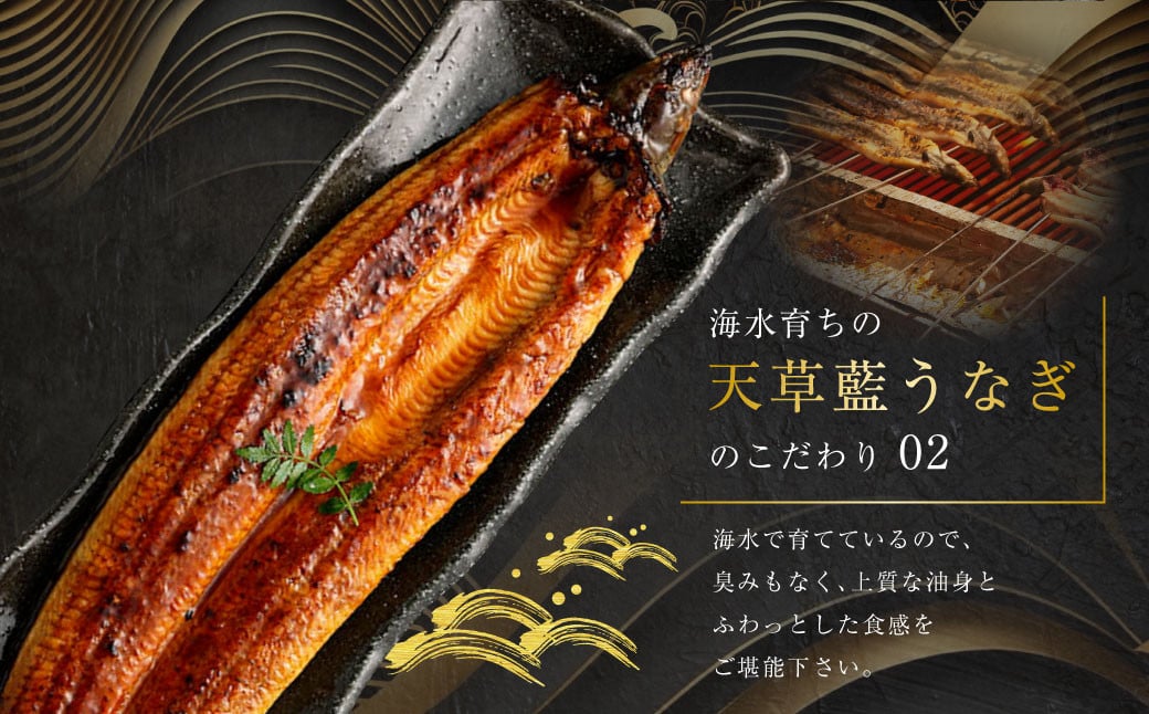 【数量限定】 【訳あり】 【ミシュラン星付きのプロが愛用】海水育ちの 天草 藍うなぎ 小ぶり 蒲焼 500g（4～5尾）  養殖期間中 無投薬 鰻 ウナギ うなぎ うなぎ蒲焼 鰻の蒲焼 国産